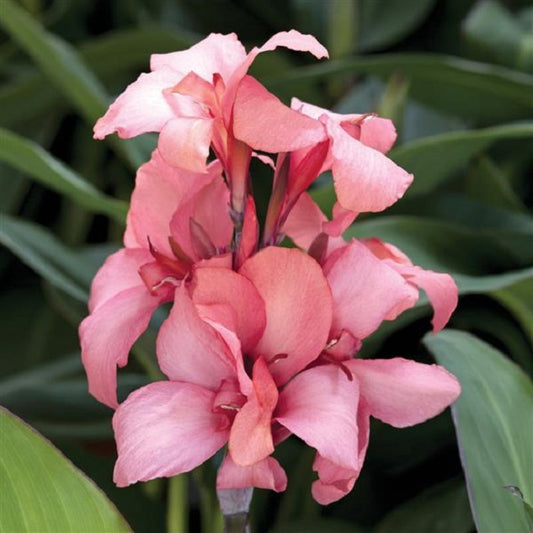 Canna Seeds Cannova® Mango Flower Seeds
