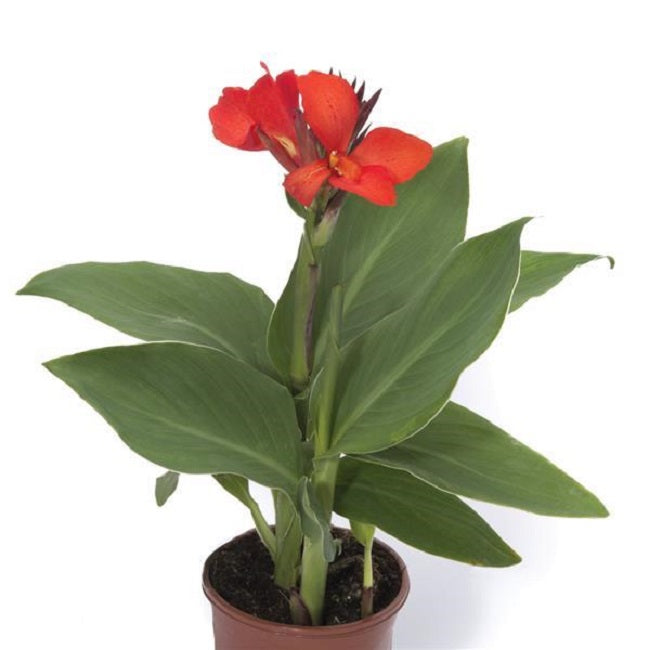 Canna Seeds Cannova® Scarlet Flower Seeds