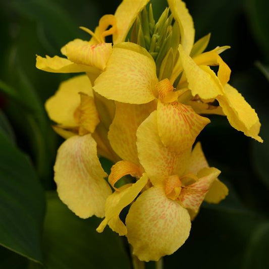 Canna Seeds Cannova® Yellow Flower Seeds