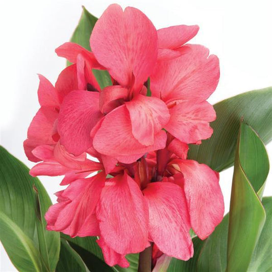 Canna Seeds Cannova® Rose Dark Bud Flower Seeds