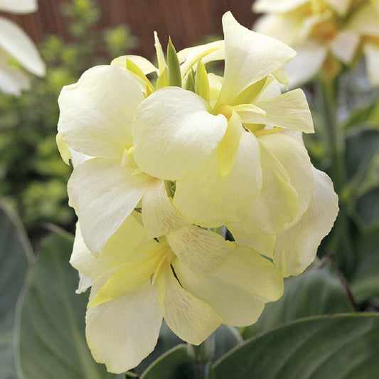 Canna Seeds South Pacific Ivory Bulk Flower Seeds