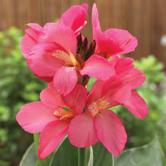 Canna Seeds South Pacific Rose Bulk Flower Seeds