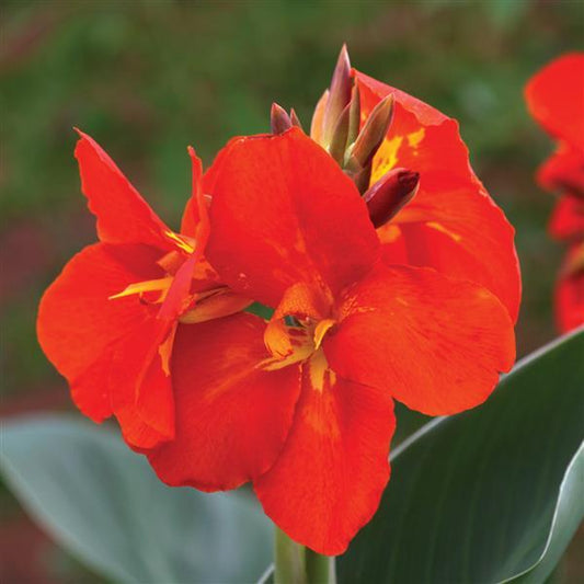 Canna Seeds South Pacific Scarlet Bulk Flower Seeds