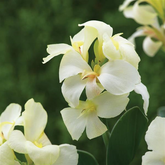 Canna Seeds South Pacific White Bulk Flower Seeds