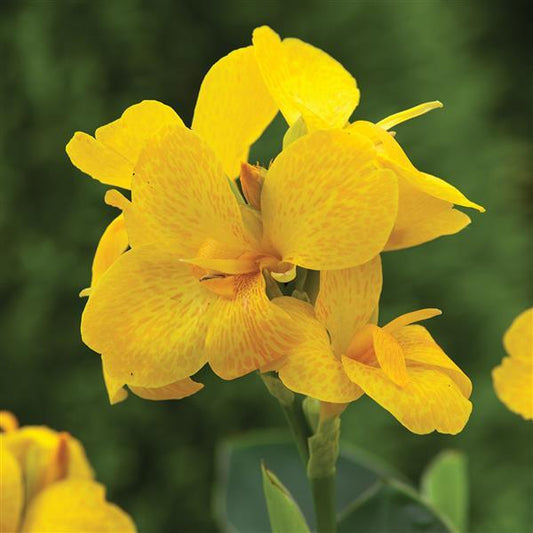 Canna Seeds South Pacific Yellow Bulk Flower Seeds