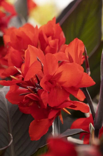 Canna Seeds Canna Tropical Bronze Scarlet Bulk Flower Seeds