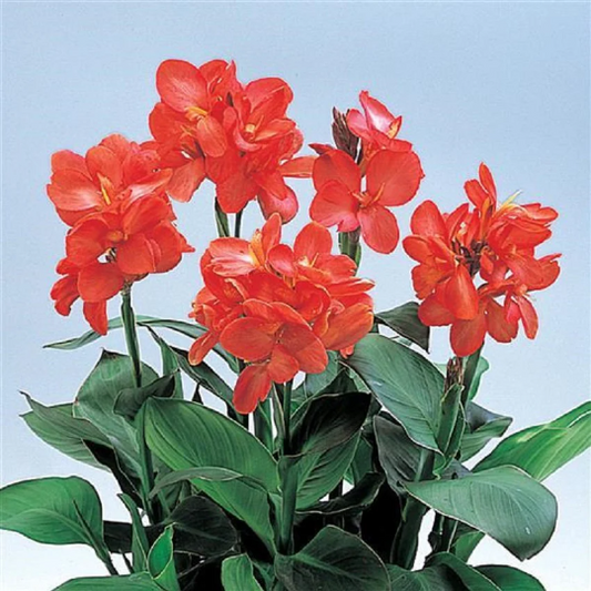 Canna Seeds Canna Tropical Salmon Bulk Flower Seeds