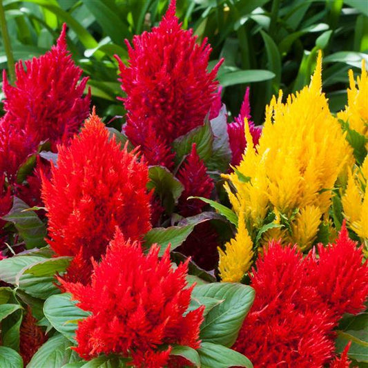1,000 Celosia Seeds Bright Sparks Mix Flower Seeds