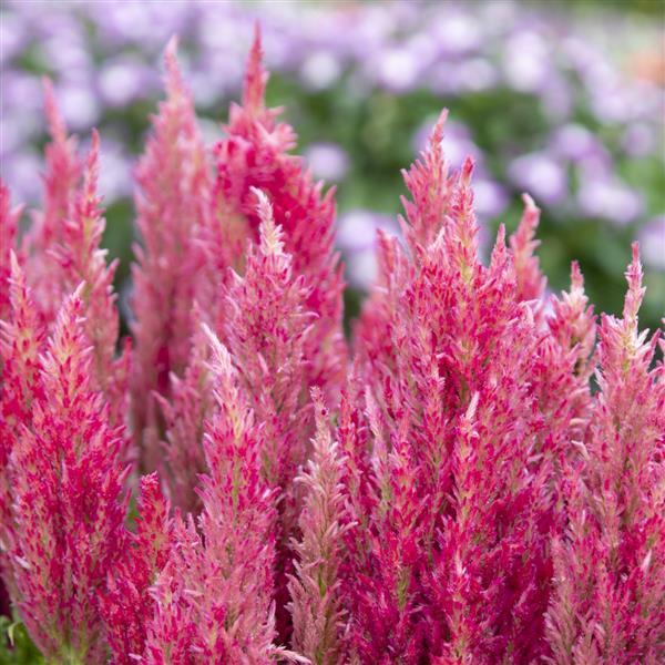 1,000 Celosia Seeds Bright Sparks Pink Flower Seeds