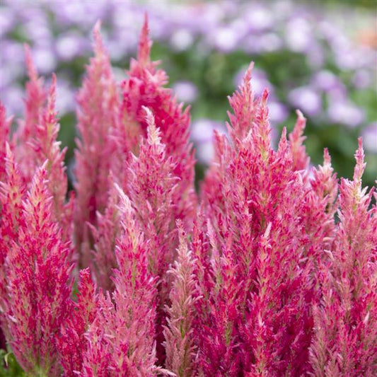1,000 Celosia Seeds Bright Sparks Pink Flower Seeds