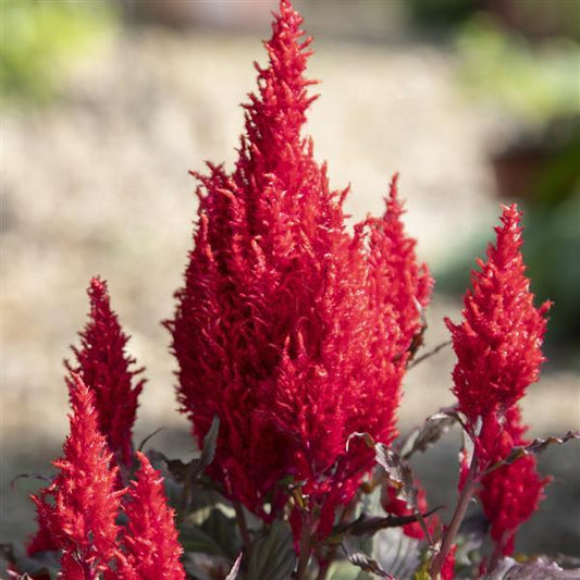 1,000 Celosia Seeds Bright Sparks Red Bronze Leaf Flower Seeds