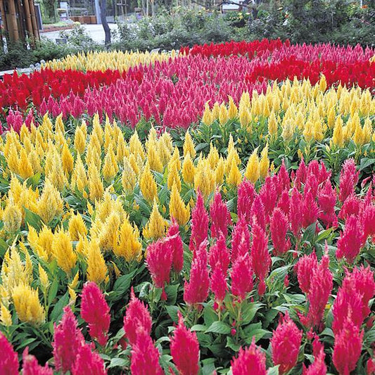 1,000 Celosia Seeds Castle Mix Flower Seeds