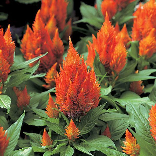 1,000 Celosia Seeds Castle Orange Flower Seeds