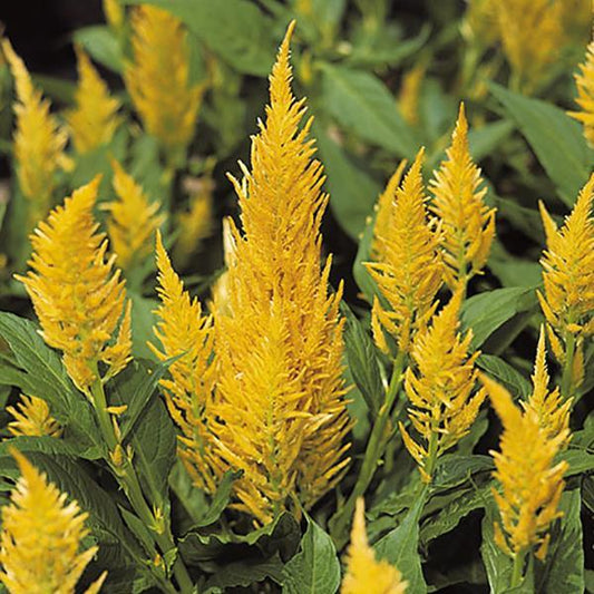 1,000 Celosia Seeds Castle Yellow Flower Seeds