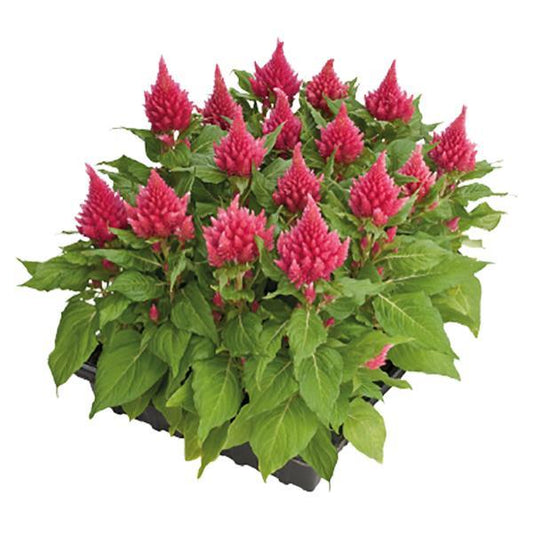 Celosia Seeds Glorious Pink 1,000 Seeds