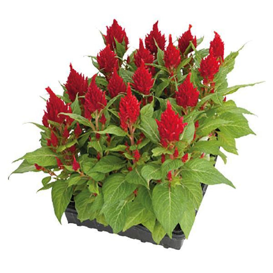 Celosia Seeds Glorious Red 1,000 Seeds