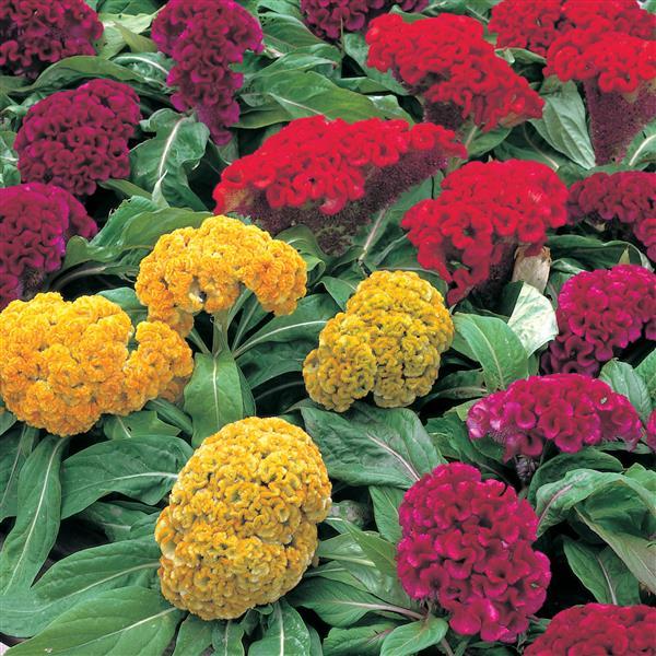 Celosia Seeds Armor Mix Cockscomb Flower Seeds