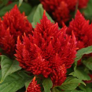 1,000 Celosia Seeds Arrabona Red Flower Seeds