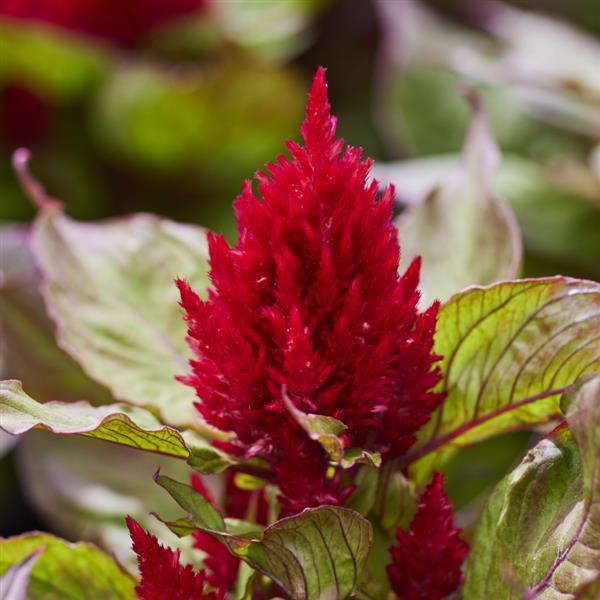 1,000 Celosia Seeds Arrabona Red Bronze Leaf Flower Seeds