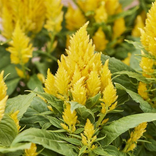 1,000 Celosia Seeds Arrabona Yellow Flower Seeds
