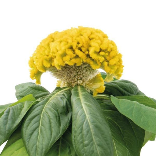 Celosia Seeds Celosia Brainiac Yellow Lightning Flower