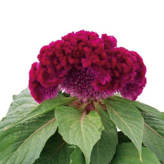 Celosia Seeds Celosia Brainiac Mad Magenta Flower