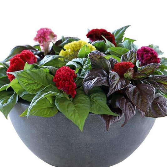 Celosia Seeds Celosia Brainiac Maxi Mix Flower