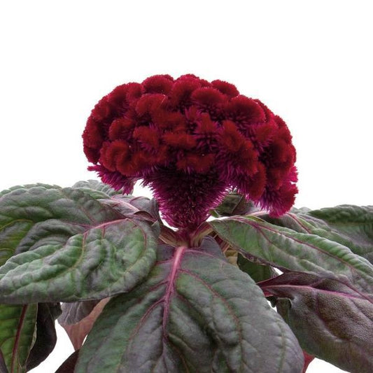 Celosia Seeds Celosia Brainiac Raven Red Flower