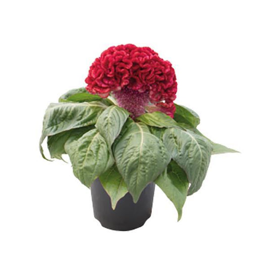 Celosia Seeds Celosia Brainiac Robo Red Flower