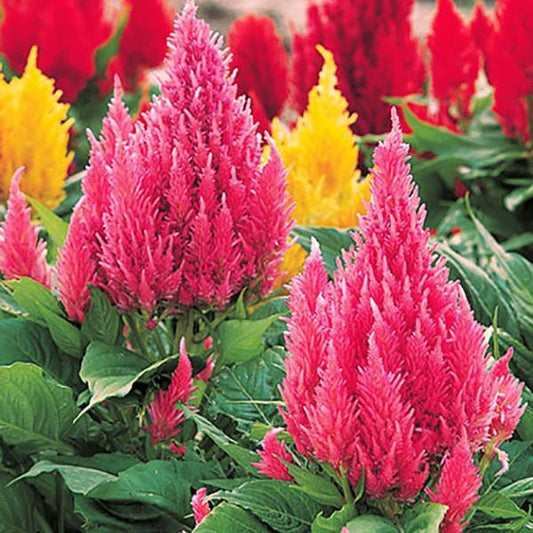 1,000 Celosia Seeds Castle Pink Flower Seeds