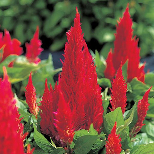 1,000 Celosia Seeds Castle Scarlet Flower Seeds