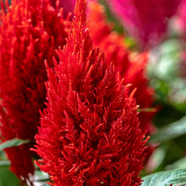 1,000 Celosia Seeds Century Fire Flower Seeds