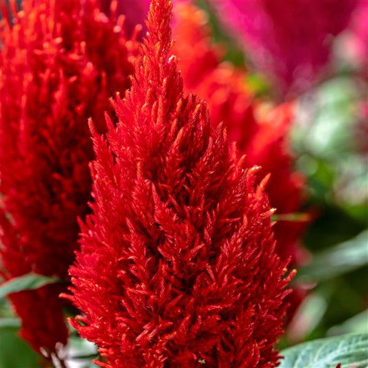 1,000 Celosia Seeds Century Fire Flower Seeds