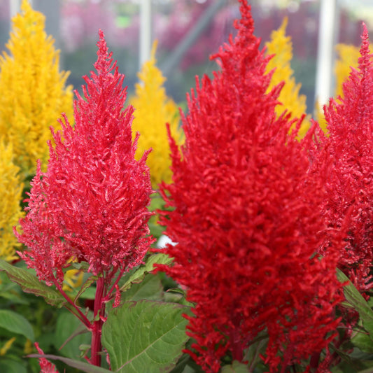1,000 Celosia Seeds Century Mix Flower Seeds
