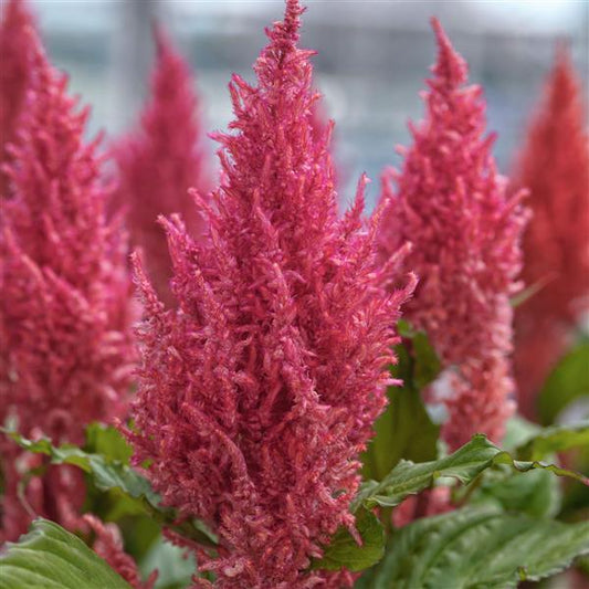 1,000 Celosia Seeds Century Pink Flower Seeds