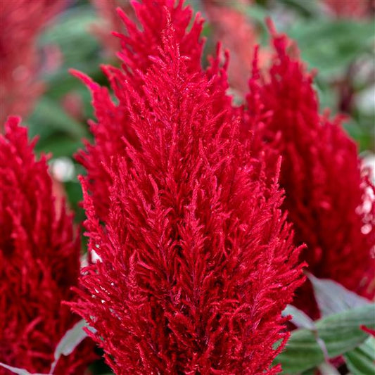 1,000 Celosia Seeds Century Red Flower Seeds