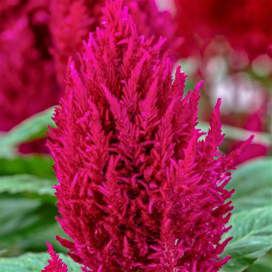 1,000 Celosia Seeds Century Rose Flower Seeds
