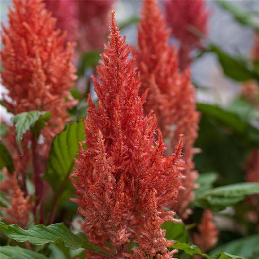 1,000 Celosia Seeds Century Salmon Pink Flower Seeds