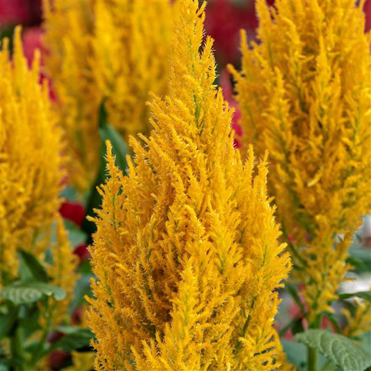 1,000 Celosia Seeds Century Yellow Flower Seeds
