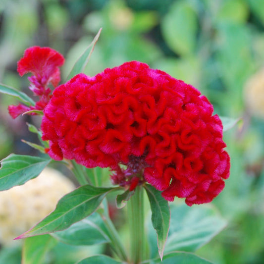 1,000 Celosia Seeds Chief Carmine Cut Flower