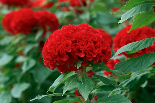 1,000 Celosia Seeds Chief Fire Cut Flower