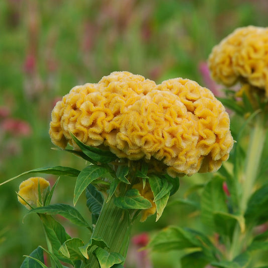 1,000 Celosia Seeds Chief Gold Cut Flower