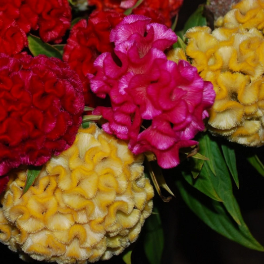 1,000 Celosia Seeds Chief Mix Cut Flower