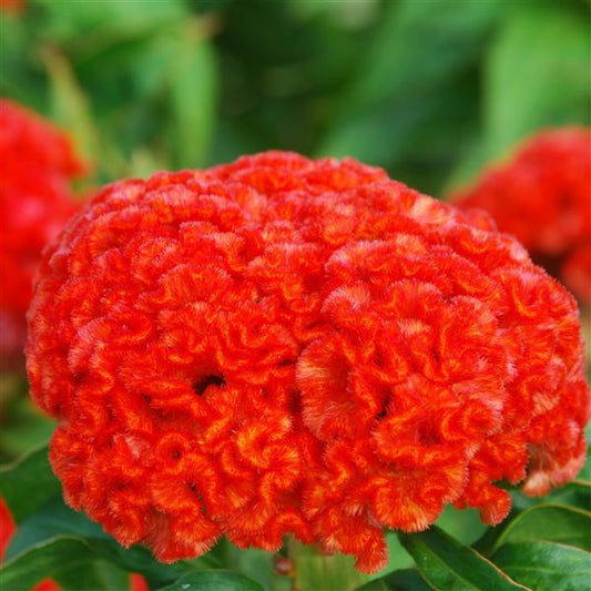 1,000 Celosia Seeds Chief Persimmon Cut Flower
