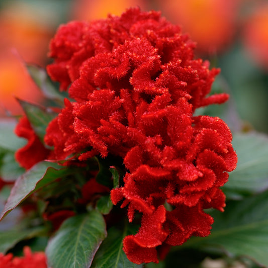 1,000 Celosia Seeds Chief Red Cut Flower