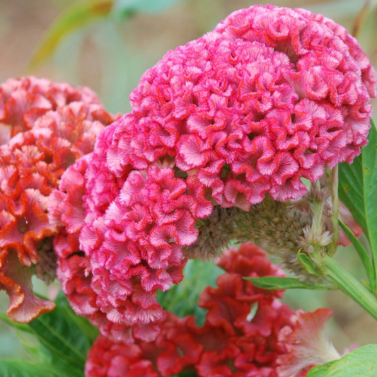1,000 Celosia Seeds Chief Rose Cut Flower