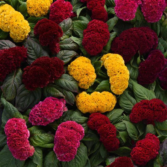 Celosia Seeds Celosia Concertina™ Mix Pelleted Seeds