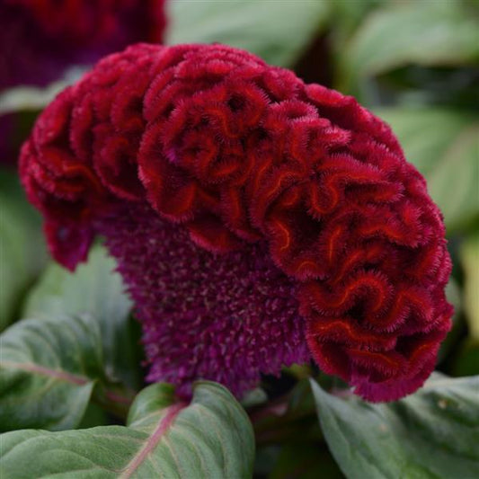 Celosia Seeds Celosia Concertina™ Red Pelleted Seeds
