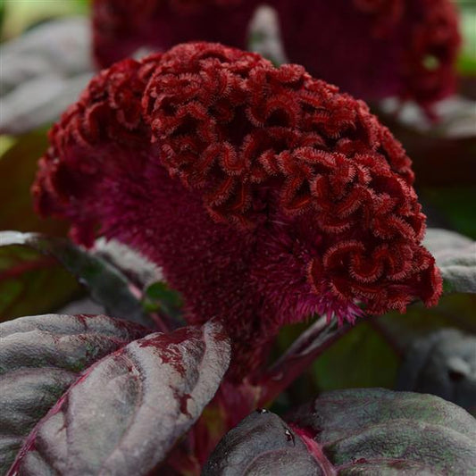 Celosia Seeds Celosia Concertina™ Red Dark Leaf Pelleted Seeds