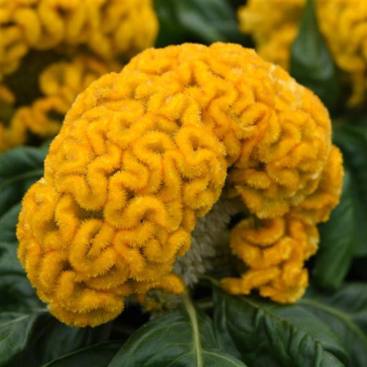 Celosia Seeds Celosia Concertina™ Yellow Pelleted Seeds